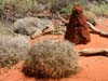 Spinifex plant