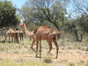 A camel in Alice Springs