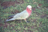 A galah (parrot)