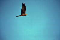 Black kite (bird) soaring overhead at telegraph station