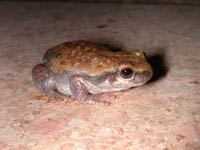 A desert treefrog