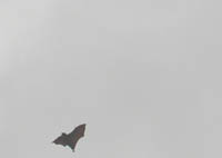 A flying fox on the wing