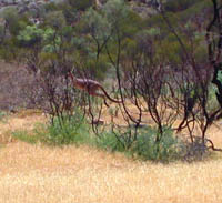Red kangaroo jumping away