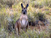 Bob Hull took this picture of a Red Kangaroo at the old telegraph station in Alice Springs