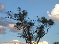 A large group of black kites (birds) settling in a tree for the night