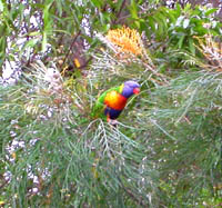 Rainbow lorikeet at Sydney Botanical Gardens