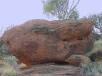 Tree growing out of rock at telegraph station