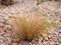 Spinifex Grass