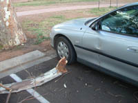 The Red Gum tree branch that hit my car