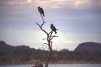 Two Kites (Hawks) sitting on a tree snag