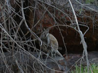 Black-footed wallaby