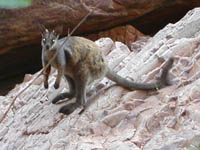 Black-footed wallaby