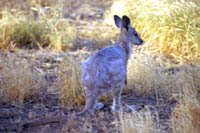A young red kangaroo