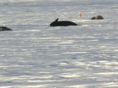 Weddell Seals on Ice Shelf