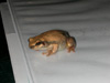 Aussie frog looks on