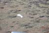 NIGHTGLOW crash site - ULD balloon on dry land next to lake