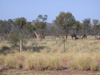 A herd of camels graze near the road. There is a camel farm in town.. WIDTH=