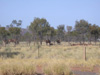 A closer view of the camels.