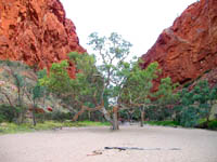 Gum tree in river at Simpson's Gap