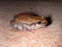 Desert treefrog living in hangar