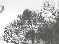 Flying foxes asleep in the trees