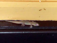 Jewelled gecko at Glen Helen lodge