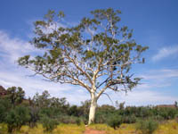 Large ghost gum (tree)