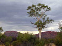 Ghost Gum tree