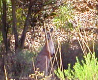 Red kangaroo resting in the shade