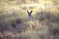 Wild kangaroo at telegraph station