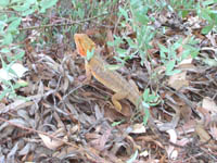 Bearded lizard