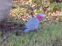 Galah (Parrot)