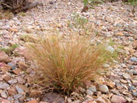 Spinifex grass