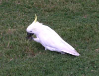 Sulphur-crested cockatoo at Sydney Botanical Gardens