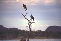 Two black kites on a tree snag