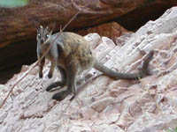 Wallaby