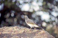 White-rumped miner (bird) at telegraph station