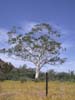 A beautiful and large Ghost Gum Tree. The largest in the mountain range to the east of 