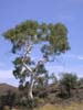 Closer view of Ghost Gum Tree