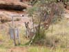 Kangaroo looking at you