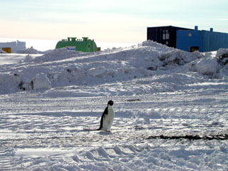 Adelie Penguin