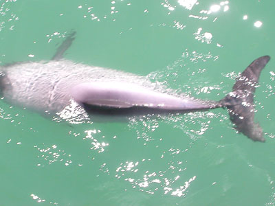 A Hector's Dolphin