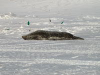 Large Weddell Seal 