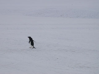 Adelie Penguin in the Road