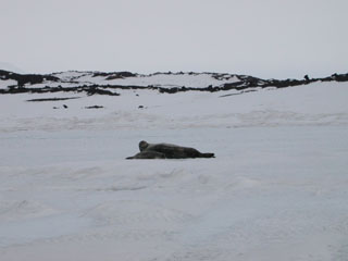 Seal and Pup