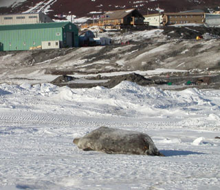 Seal and McMurdo