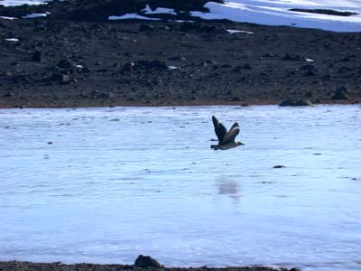 Skua flying over frozen pond